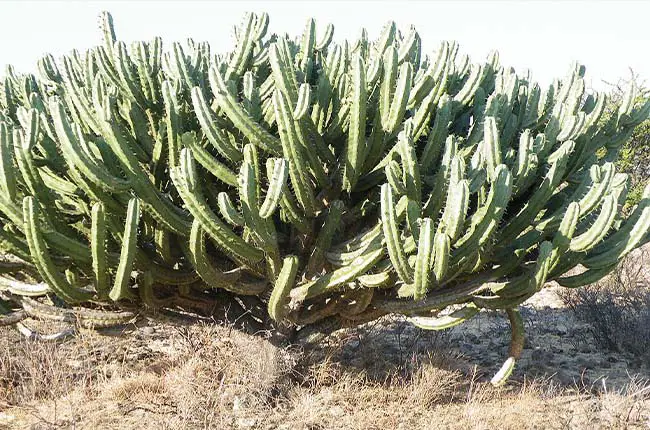 Blue-Myrtle cactus (Myrtillocactus geometrizans)