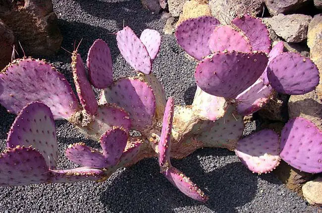 Purple Prickly Pear (Opuntia Violacea)