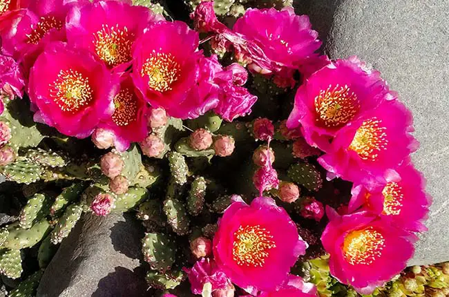 Prickly pear with pink flowers 