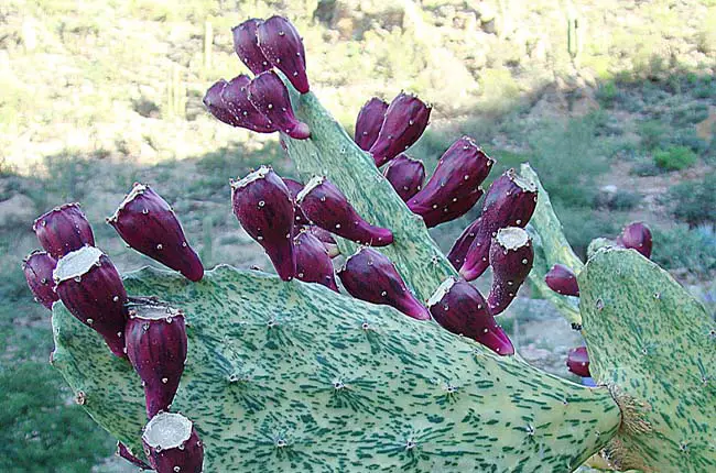 Opuntia ficus indica - variegated prickly pear