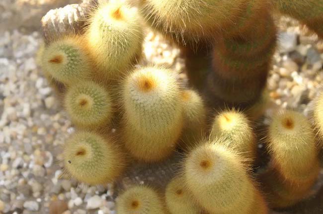 Golden Ball Cactus (Parodia leninghausii) 