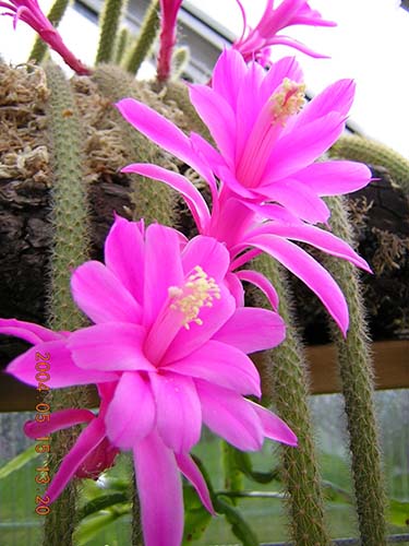 Rat Tail Cactus 