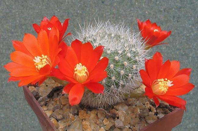 Rebutia fiebrigii with orange flowers