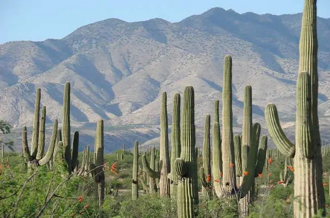 Saguaro