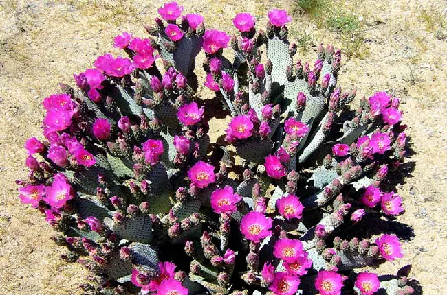 Opuntia basilaris with purple flowers 