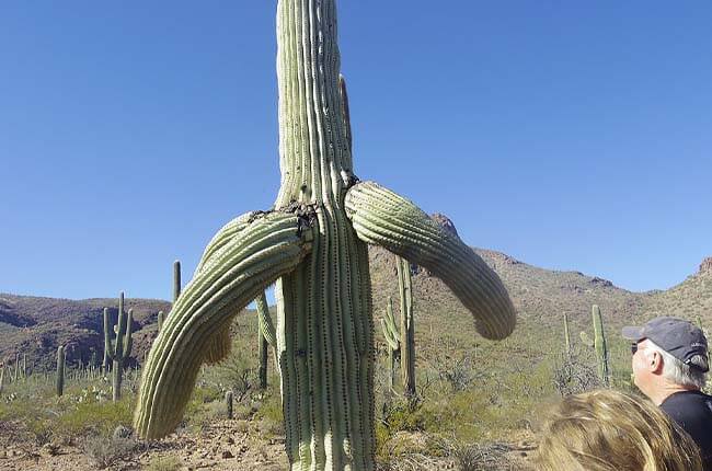cactus with arms pointing down