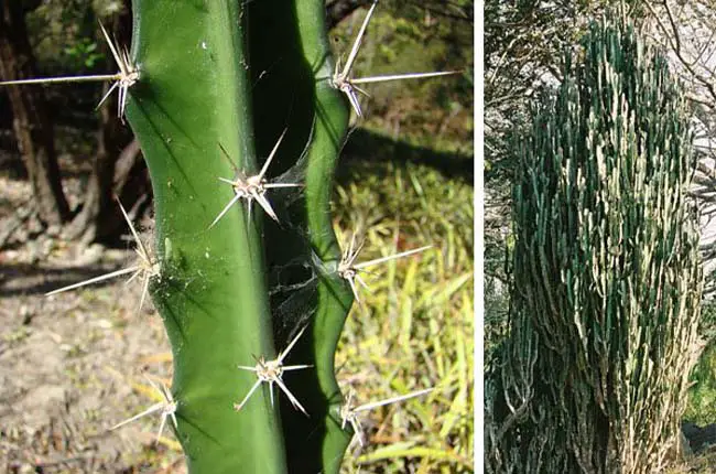 Fairy Castle Cactus (Acanthocereus tetragonus)