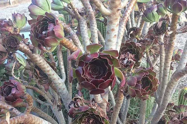 Zwartkop (Aeonium arboreum)