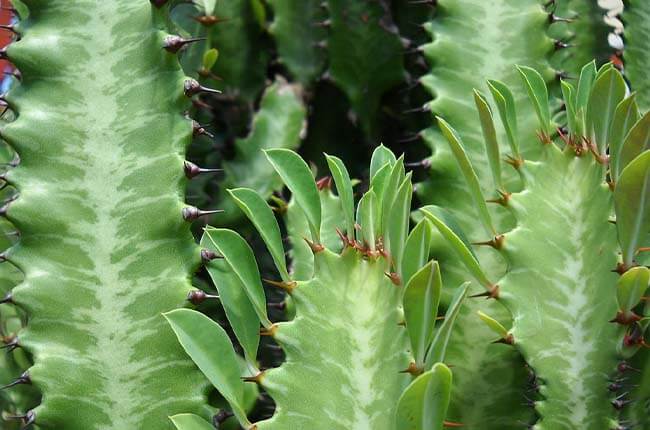 African Milk Tree (Euphorbia trigona)