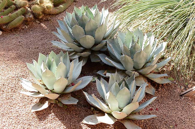 Parry's Agave (Agave parryi)