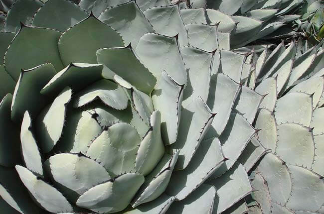 Agave Parryi var. Huachucensis