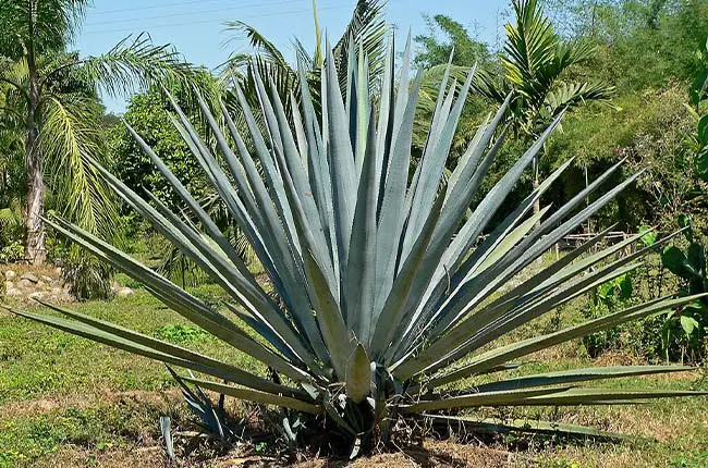 Blue Agave (Agave tequilana)