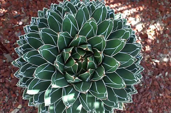 Queen Victoria Century Plant (Agave victoriae-reginae) 