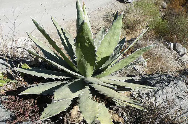 Saw Leaf Agave (Agave Xylonacantha)