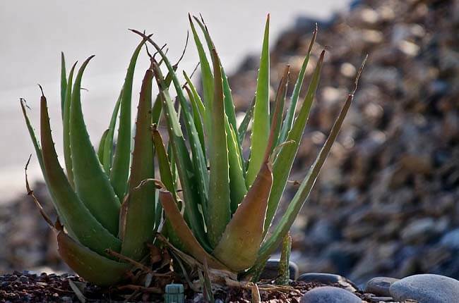 Aloe Vera