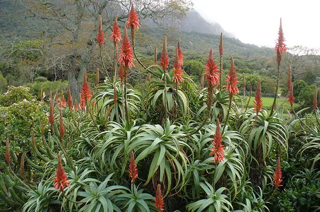 Torch Aloe (Aloe arborescens) 