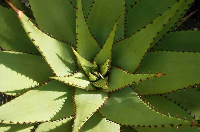 Snake Aloe (Aloe Broomii) 