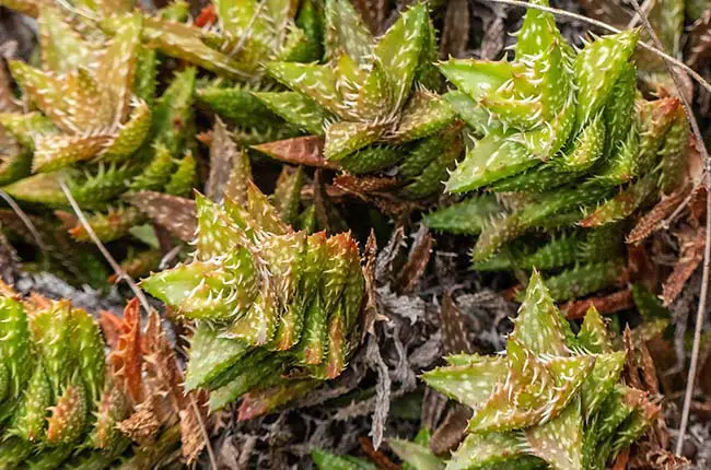 Tiger Tooth Aloe (Aloe juvenna)