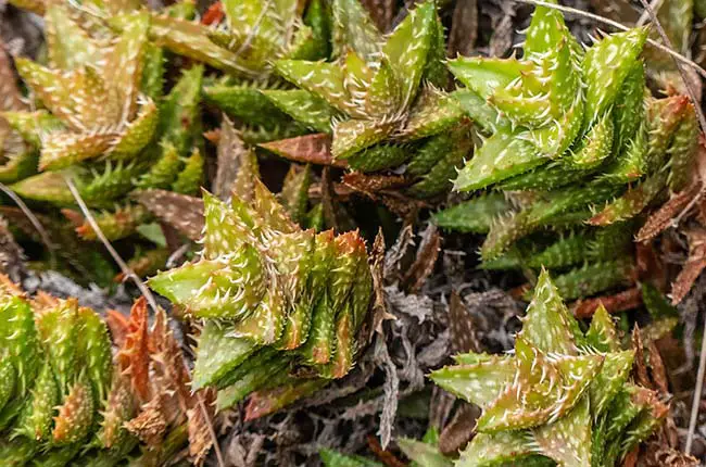 Tiger Tooth Aloe (Aloe juvenna)