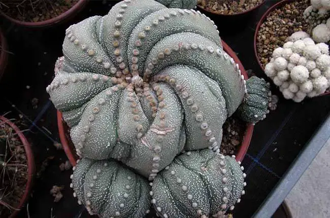 Star cactus (Astrophytum Asterias)