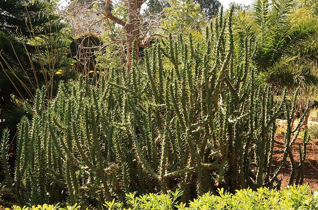 Eve's Needle Cactus (Austrocylindropuntia subulata) 