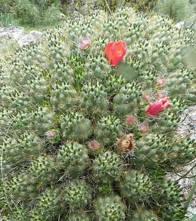 Waraqu (Austrocylindropuntia floccosa)