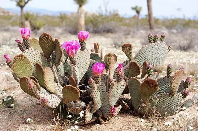 Beavertail Prickly Pear Cactus (Opuntia basilaris) 