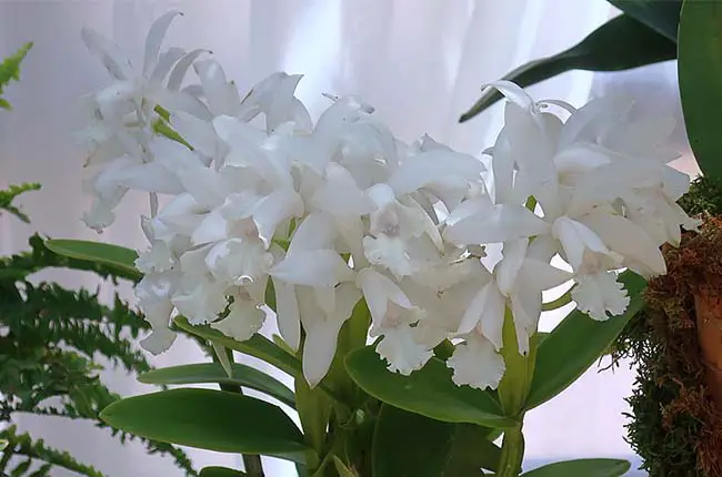 Cattleya intermedia alba