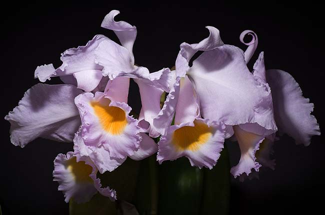 Christmas Orchid (Cattleya trianae) 