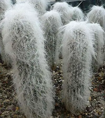 Old Man Cactus (Cephalocereus senilis)