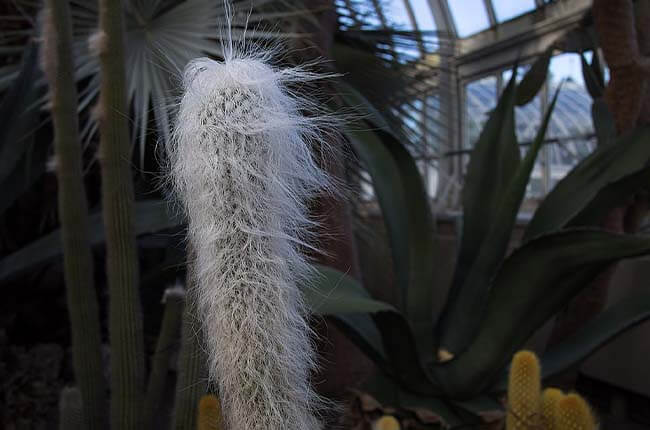 Old Man Cactus (Cephalocereus senilis)