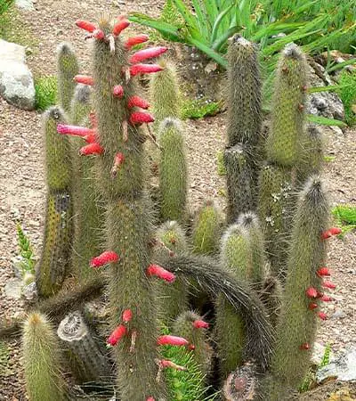 Cleistocactus hyalacanthus