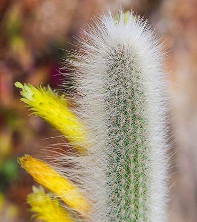 Cleistocactus ritteri