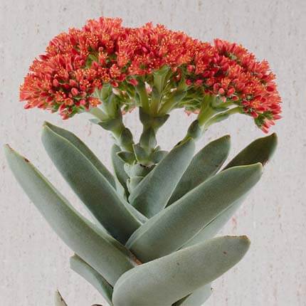 Propeller Plant (Crassula falcata)