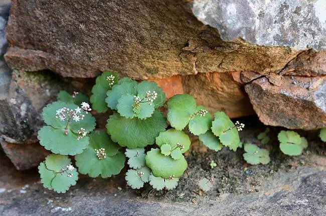 The Cape Snowdrop (Crassula capensis)