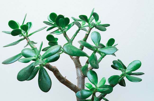Jade Plant (Crassula ovata) 