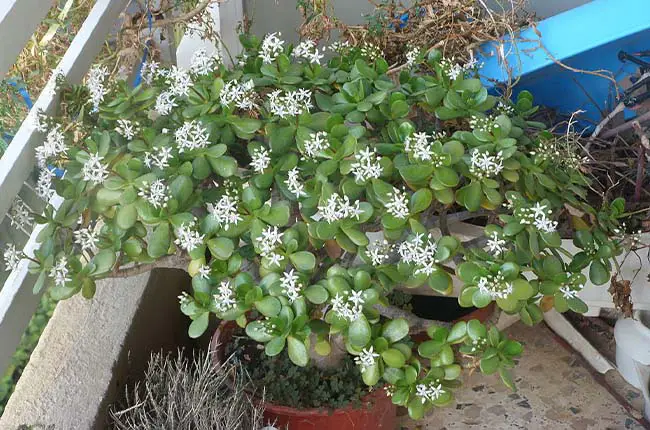 Jade Plant (Crassula ovata) 