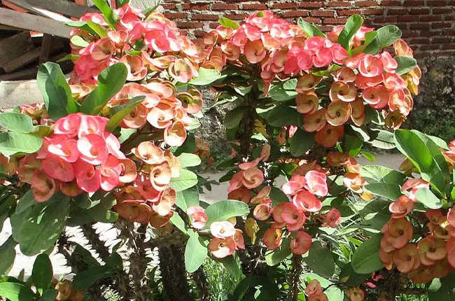 Crown of Thorns (Euphorbia milii) 