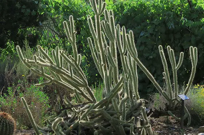 Buckhorn Cholla (Cylindropuntia acanthocarpa) 