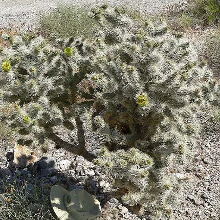 Silver Cholla (Cylindropuntia echinocarpa) 