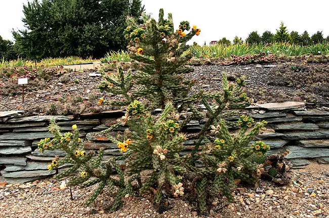 Cane Cholla (Cylindropuntia imbricata)