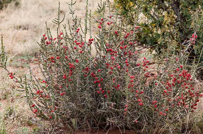 Pencil Cactus (Cylindropuntia leptocaulis)