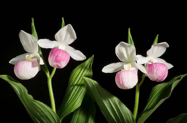 Queen's Lady Slipper (Cypripedium reginae)