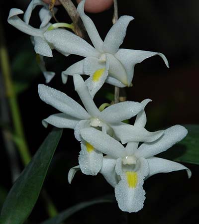 Thunderstorm Orchid (Dendrobium crumenatum)