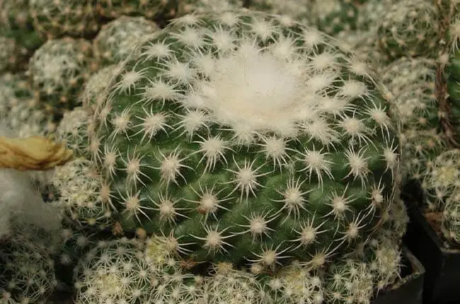 Discocactus zehntneri 