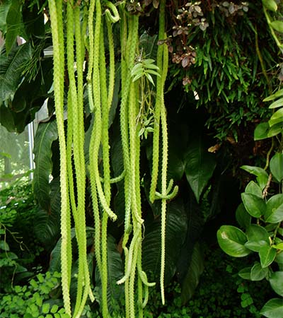 Rattail Cactus (Aporocactus flagelliformis)
