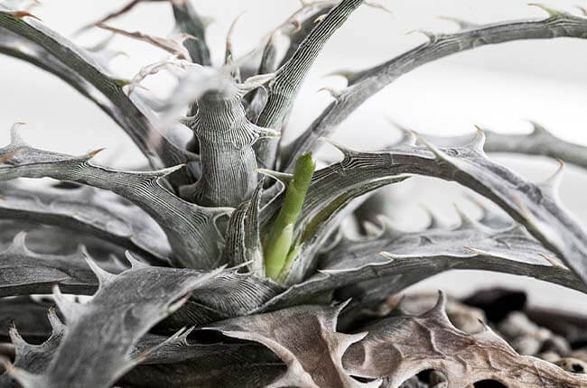 Dyckia goehringii 