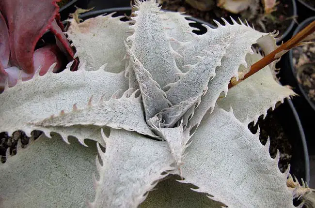 Dyckia marnier-lapostollei