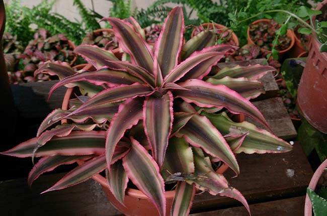 Red Star Bromeliad (Cryptanthus bivittatus)