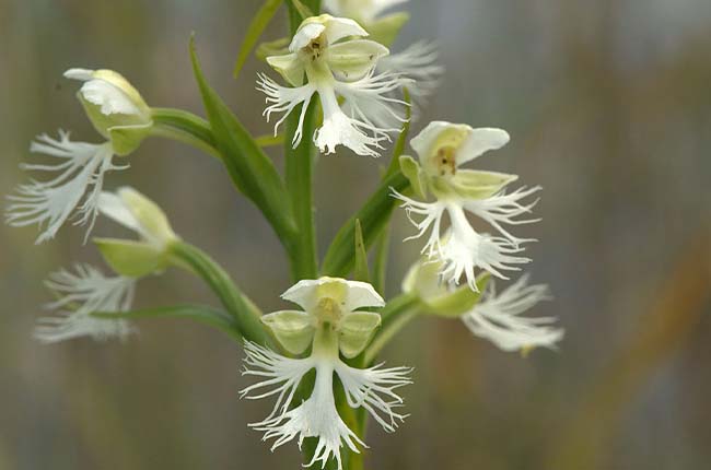 Eastern Prairie Fringed Orchid (Platanthera leucophaea)